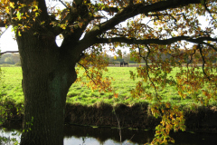 Friese-paarden-door-het-loof