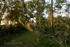 nieuwehorne-natuur-knoppen