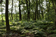 nieuwehorne-natuur-varens