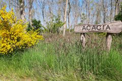 bram-bord-acacia-bw