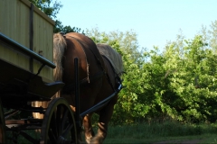 natuurbegraafplaatsnieuwehorne_paardwagen